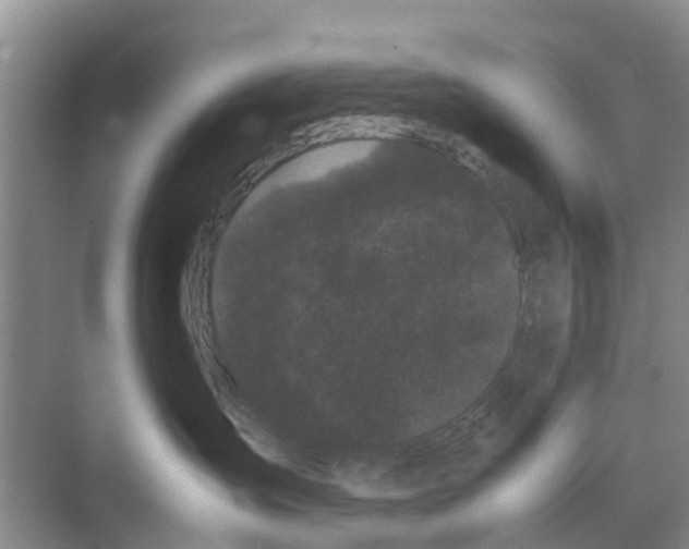 X0000070170431200606231926