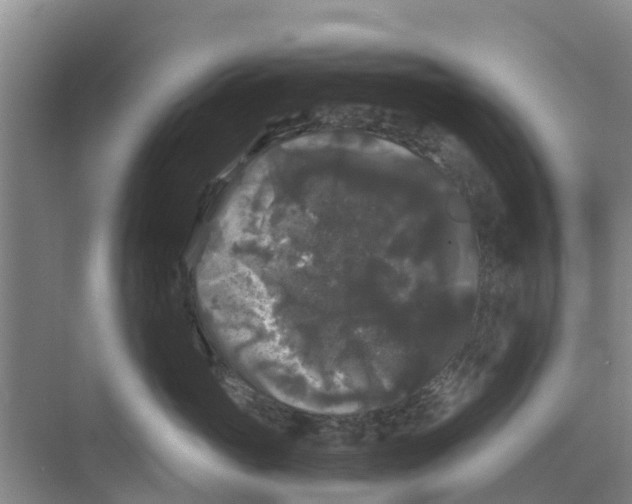 X0000070170765200606231921