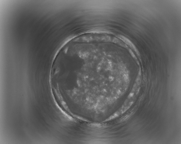 X0000070170855200606231919