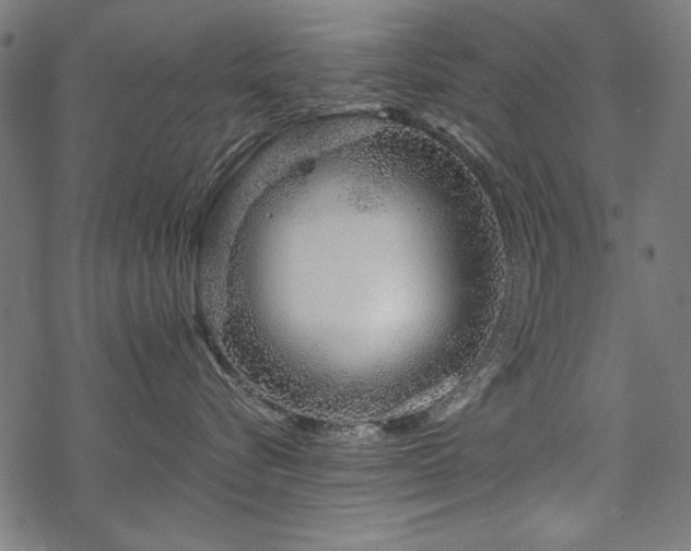 X0000070180576200605261135