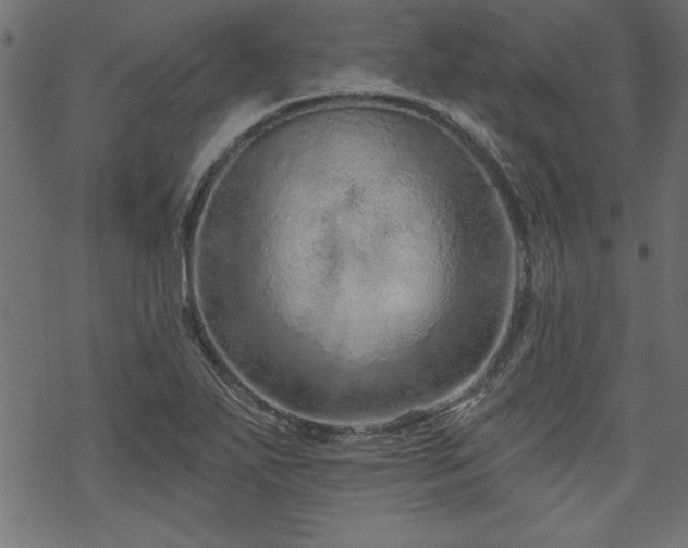 X0000070181271200605261123