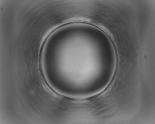 X0000070181296200605261123