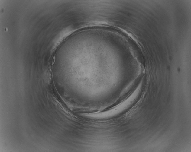 X0000070181363200605261122