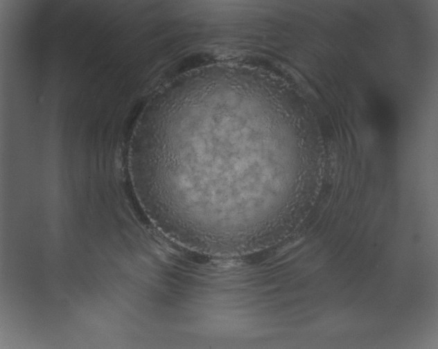 X0000070180667200605301353