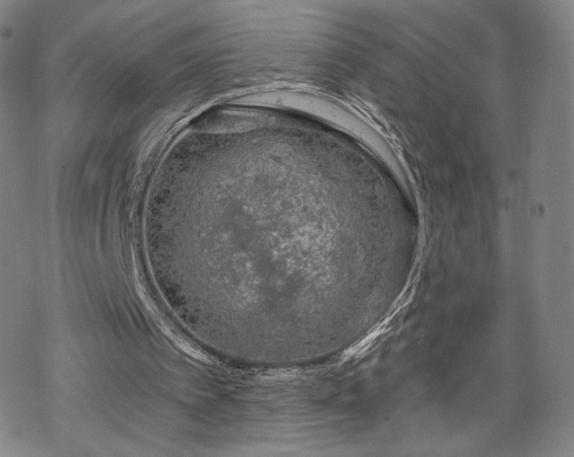 X0000070180097200606021042