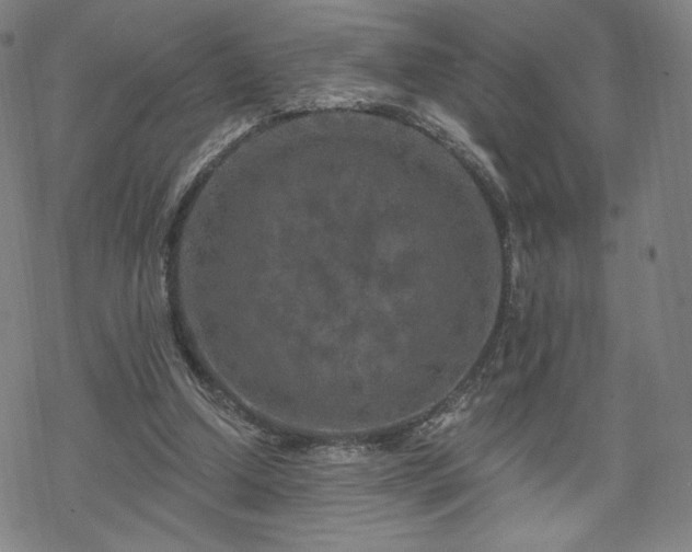 X0000070180250200606021039