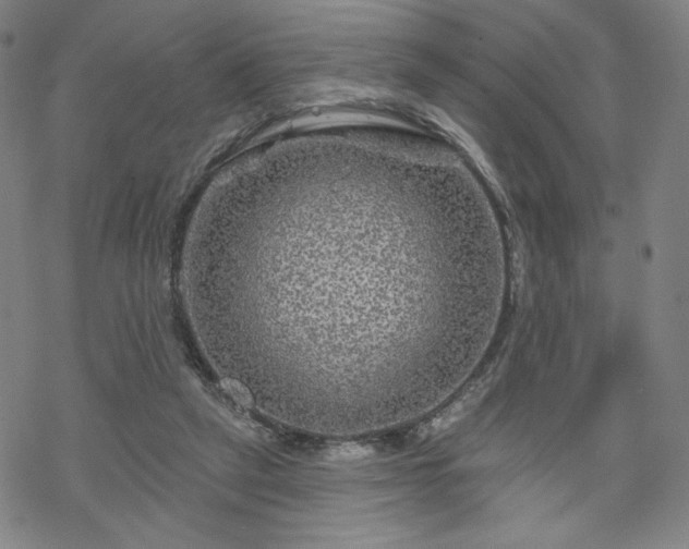 X0000070180257200606021039