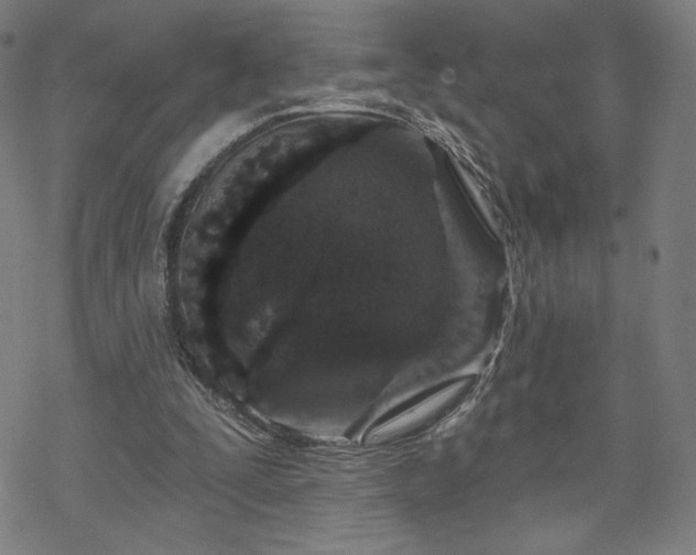 X0000070180295200606021039