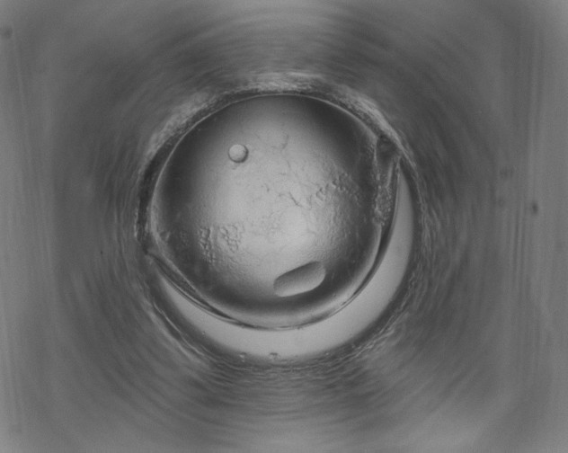 X0000070180299200606021039