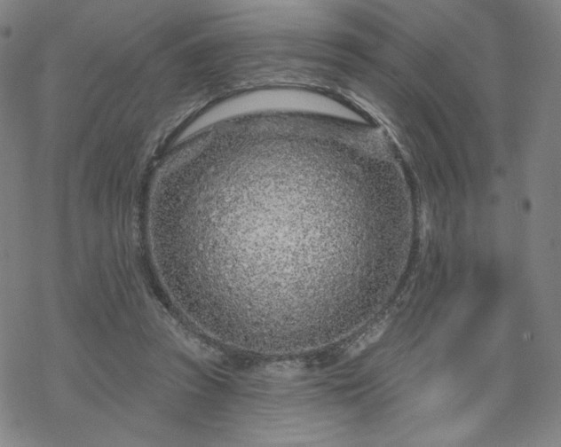 X0000070180353200606021038