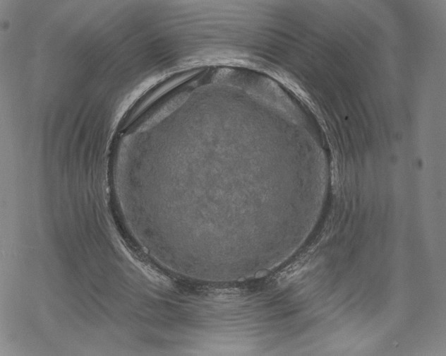 X0000070180438200606021036