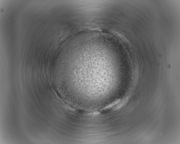 X0000070180576200606021035