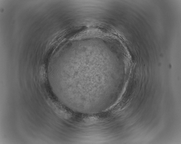 X0000070180594200606021034