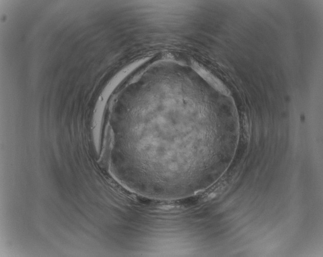 X0000070180657200606021034