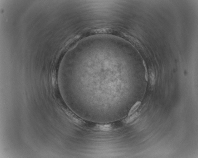 X0000070180665200606021034