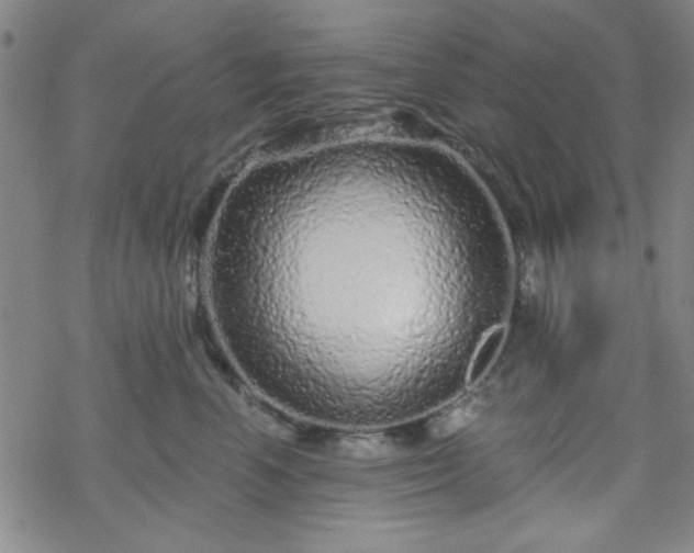 X0000070180666200606021034