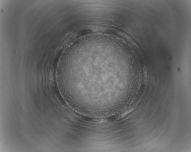 X0000070180667200606021034