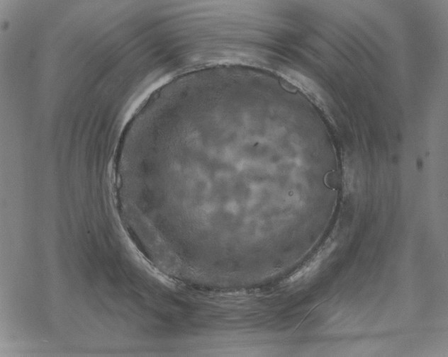 X0000070180798200606021031