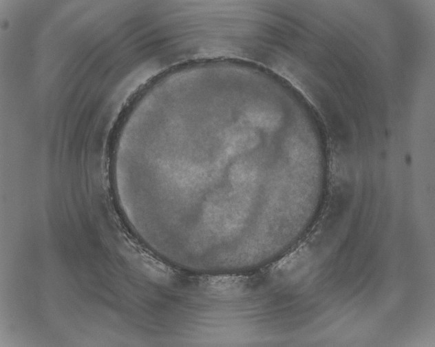 X0000070180832200606021030