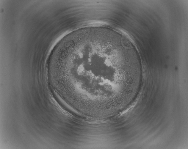 X0000070180835200606021030