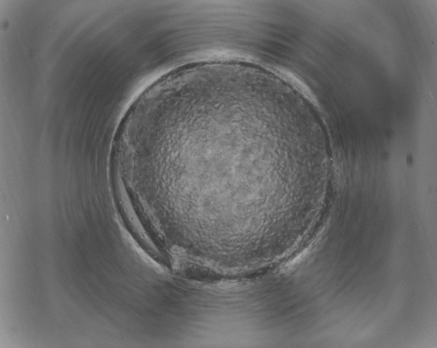 X0000070180839200606021030