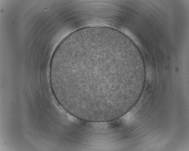 X0000070180856200606021031