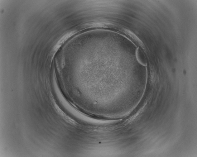 X0000070180938200606021029