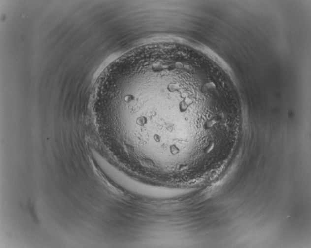 X0000070180953200606021029