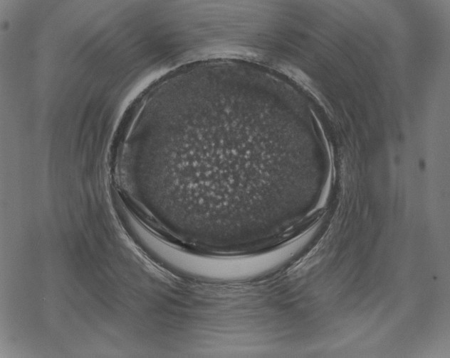 X0000070181024200606021027