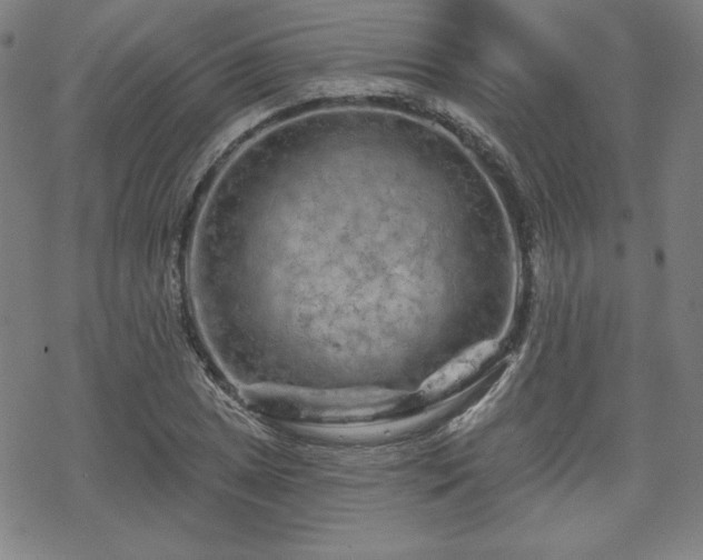 X0000070181025200606021027