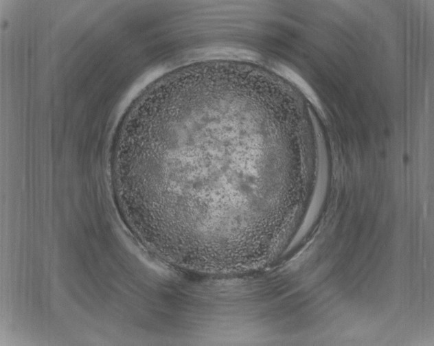 X0000070181043200606021027