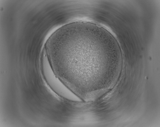 X0000070181056200606021028