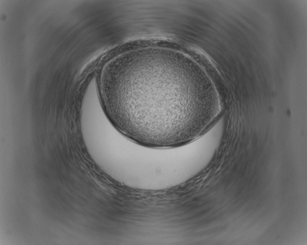 X0000070181064200606021027