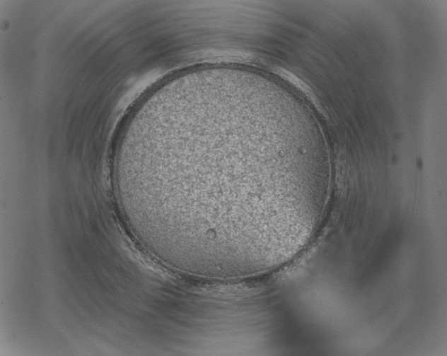 X0000070181074200606021026