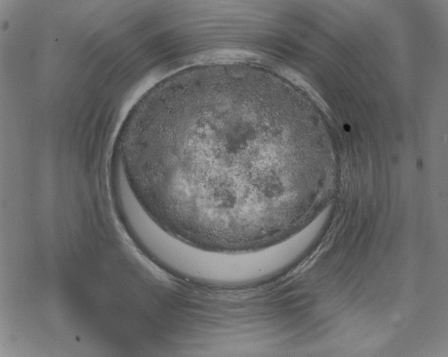 X0000070181083200606021026