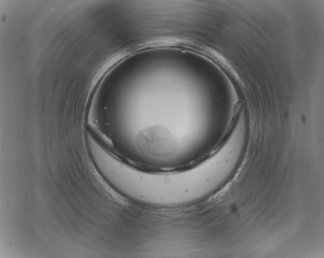 X0000070181186200606021025