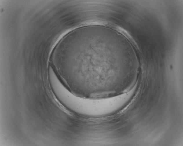 X0000070181236200606021024