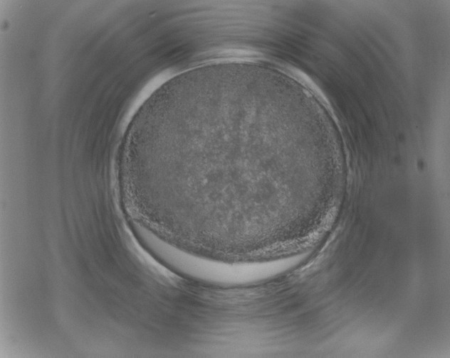 X0000070181243200606021024