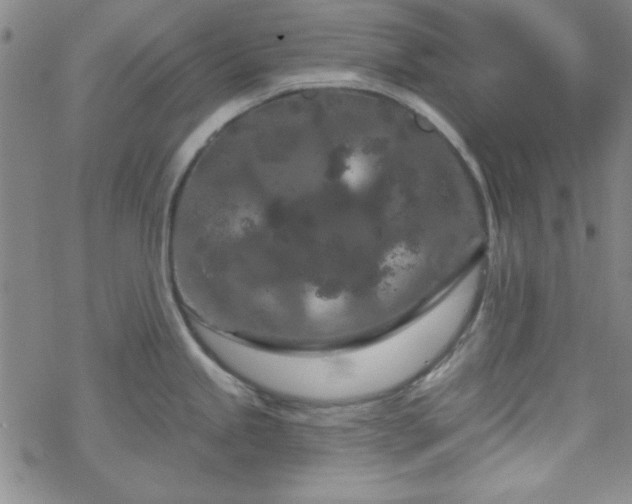 X0000070181245200606021024