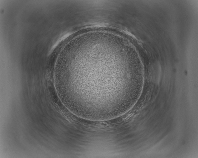 X0000070181255200606021024