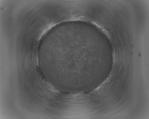 X0000070181262200606021023