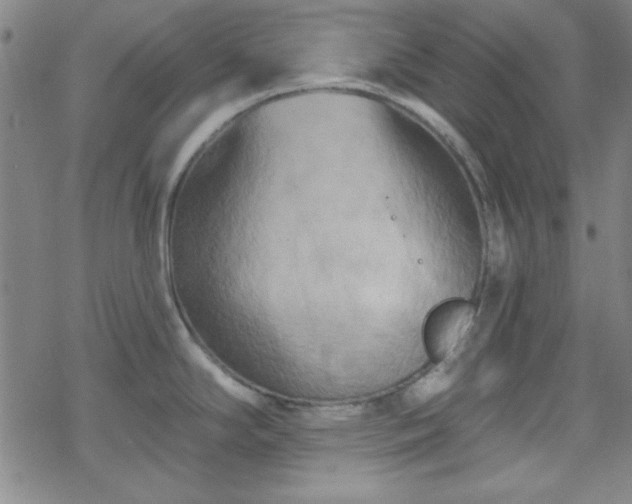 X0000070181294200606021023