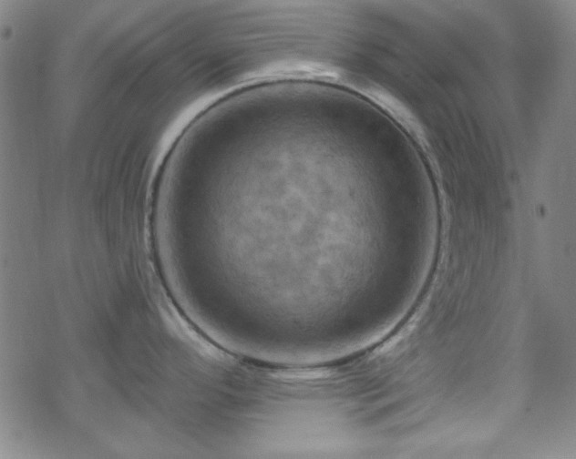 X0000070181296200606021023