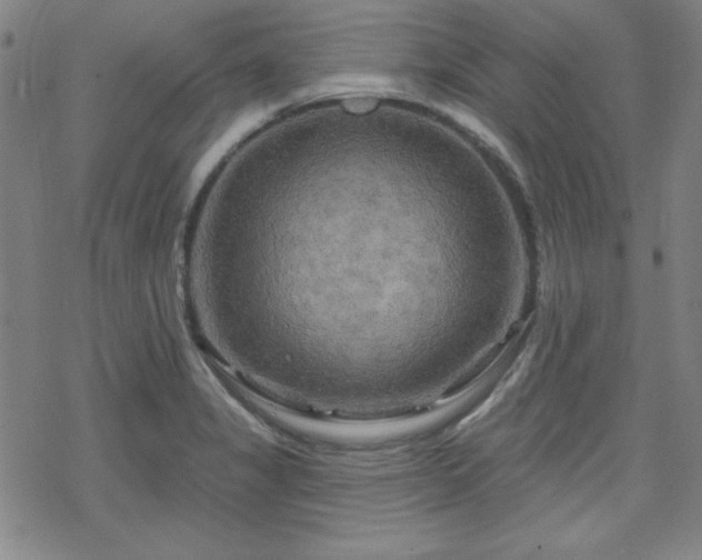 X0000070181325200606021023