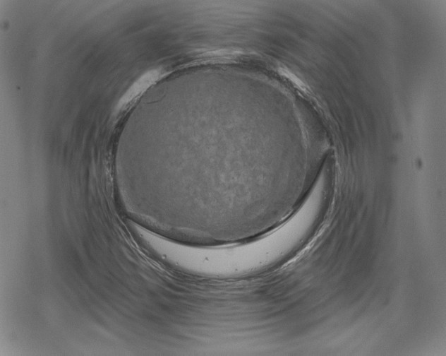 X0000070181354200606021022