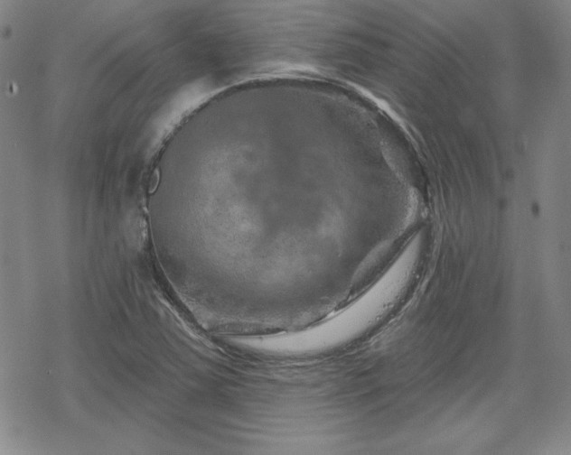 X0000070181363200606021022