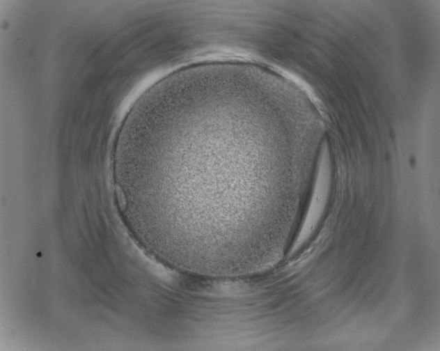 X0000070181375200606021022