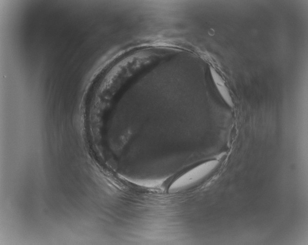 X0000070180295200606091514