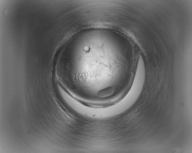 X0000070180299200606091513