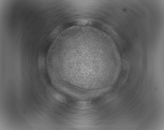 X0000070180375200606091513